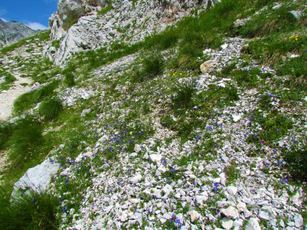 istock Alpine rock garden 1244564634