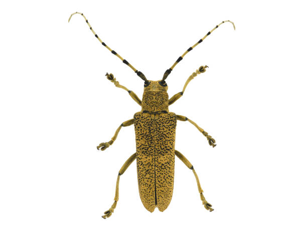 istock Beige longhorn beetle isolated on white background 1244567132
