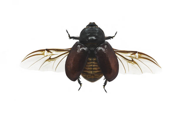 istock European rhinoceros beetle isolated on white background 1244567165