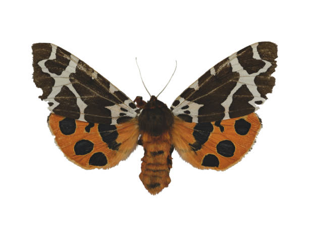 istock Garden tiger moth or great tiger moth isolated on white background 1244567192