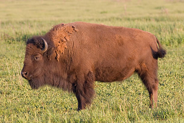 istock American Bison, Buffalo Portrait 124456883