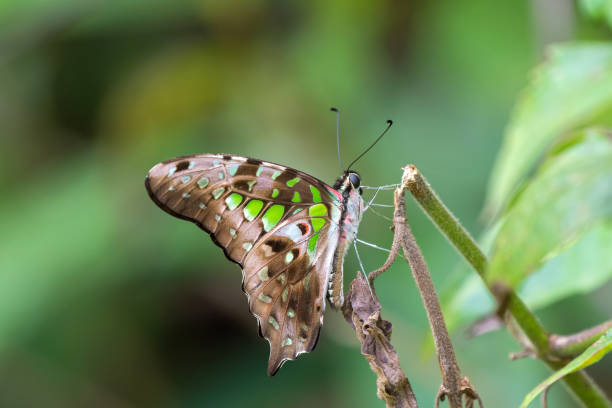 istock Tailed Jay swallowtail butterfly, also called green-spotted triangle perching on plant at Khao Yai National Park, Thailand 1244569266