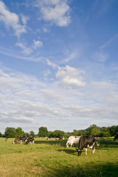 istock English Pasture 124457081