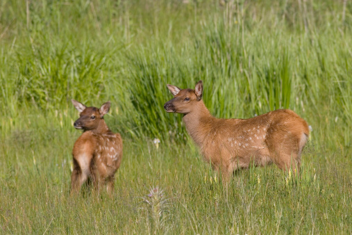 Elk deer fawns (Cervus elaphus)in green grass field.