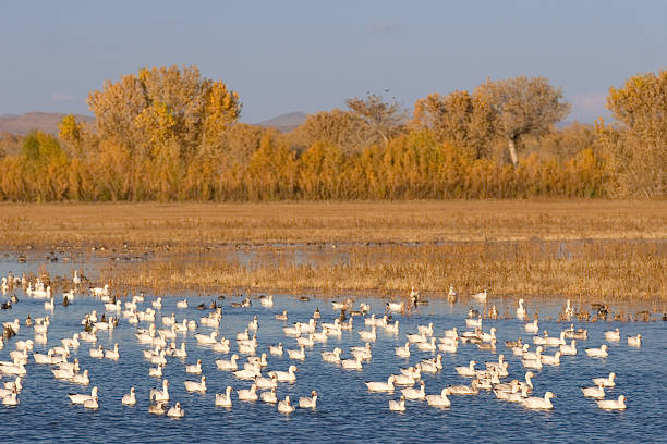 istock Snow Goose Flock on Autumn Pond 124457241
