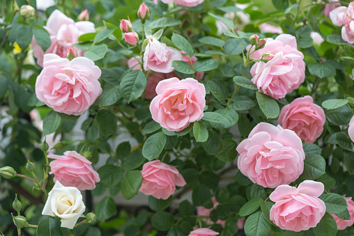 White an pink buds and rose flowers with green leaves in the garden.