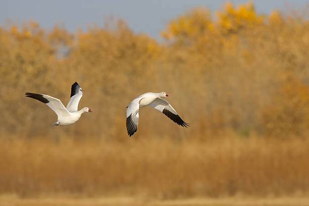 istock Snow Geese Pair Flying with Autumn Background 124457863
