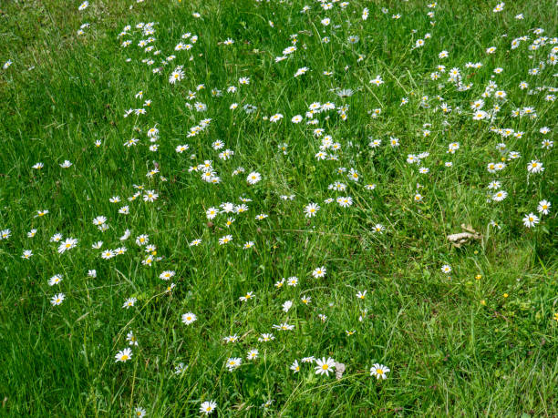 istock Meadow Mageriten blooms in spring 1244579447