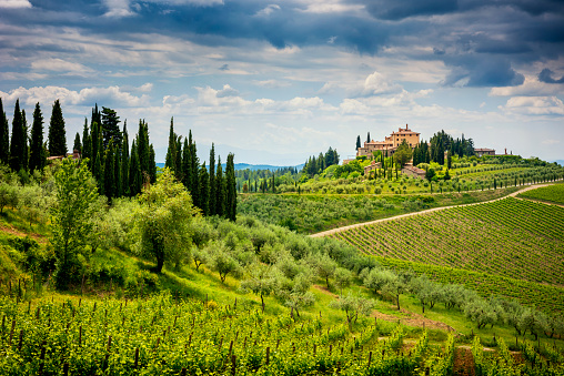 Colinas de Chianti con viñedos y ciprés. Paisaje toscano entre Siena y Florencia. Italia photo