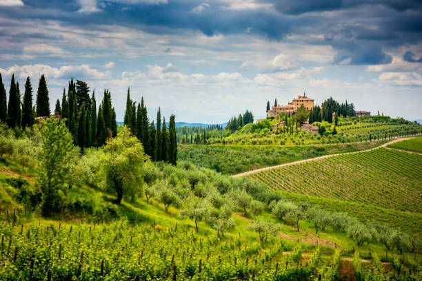 Chianti hills with vineyards and cypress. Tuscan Landscape between Siena and Florence. Italy The Chianti Hills (also known as the Chianti Mountains) are a short mountain range (about 20 km) straddling the provinces of Florence, Siena and Arezzo that mark the eastern border of the Chianti region with the Valdarno and the Val di Chiana . The chianti hills are famous for the vineyards where you get a wine known all over the world. italian culture stock pictures, royalty-free photos & images