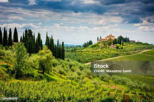Chianti Hills With Vineyards And Cypress Tuscan Landscape Between Siena And Florence Italy Stock Photo - Download Image Now