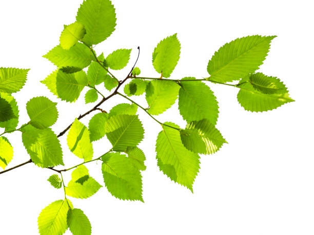 istock twig of elm tree with fresh green leaves cutout 1244588202