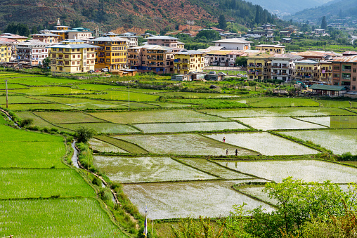 Aerial view of rice paddy with Paro village in the background, Bhutan landscape in rainy season