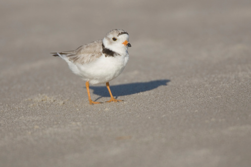 Playero melódico Shorebird en la playa photo