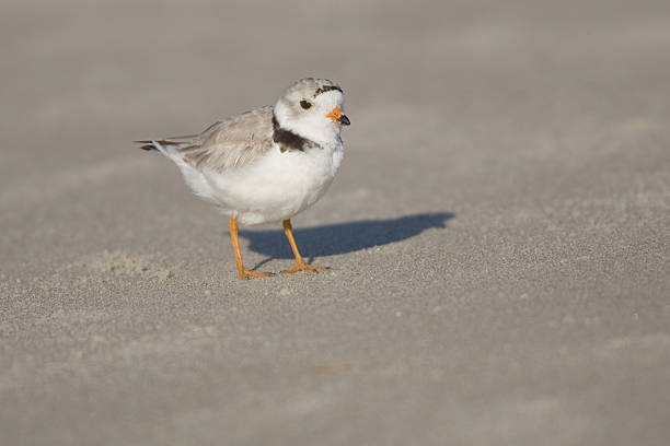 Piping Plover Shorebird on Sandy Beach