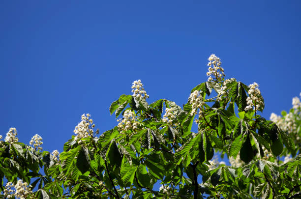 White chestnut blossoms in green foliage against a background of blue sky