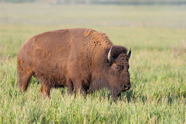 istock American Bison, Buffalo in Grassy Meadow 124461543