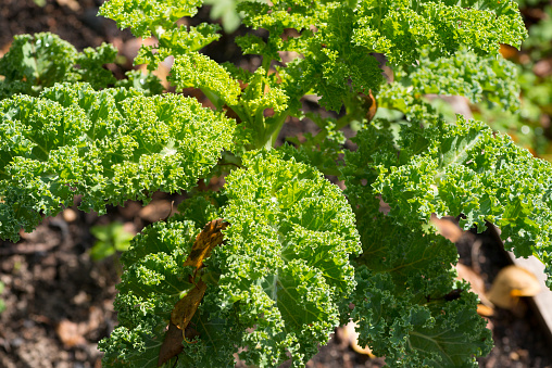 Kale in the garden