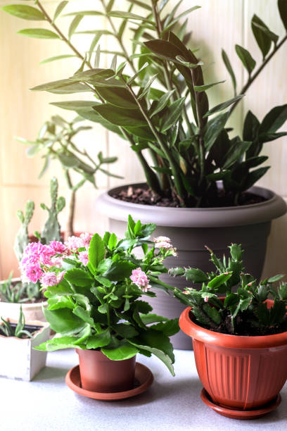 istock Kitchen shelves for home plants against beige wall. 1244639630