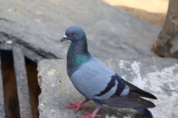 istock pigeon running on the rock 1244640820