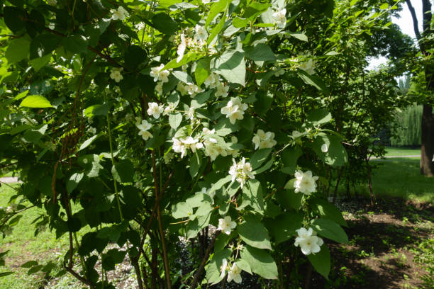 istock Upright branches of blossoming mock orange in June 1244641493
