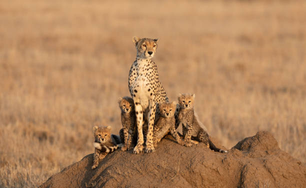 guepardo hembra adulto con sus cuatro pequeños cachorros sentados en un montículo de termitas en el parque nacional serengeti tanzania - female animal big cat undomesticated cat feline fotografías e imágenes de stock