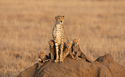 Cheetah mother with her four tiny babies sitting on a large termite mound in the Serengeti National Park Tanzania
