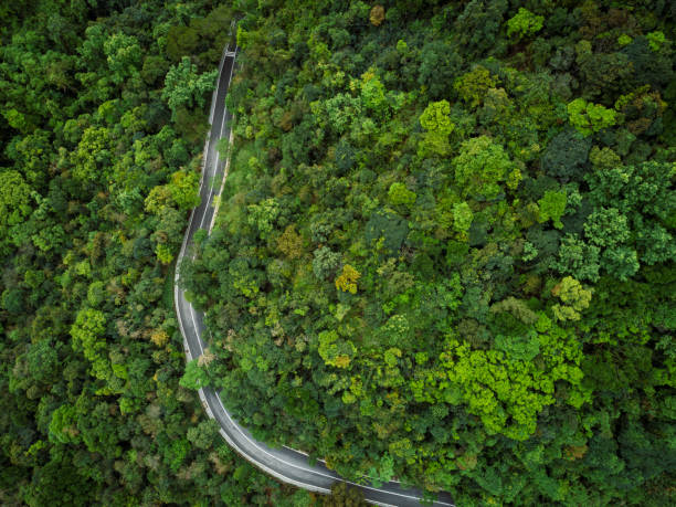 istock Aerial drone view of trail in spring tropical forest 1244653117