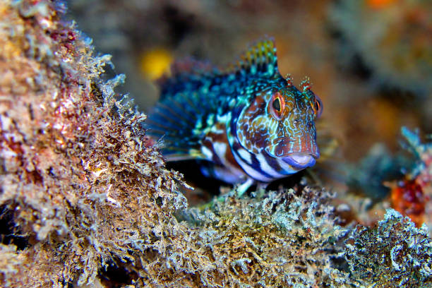 istock Ringneck Blenny, Parablennius pilicornis 1244662506