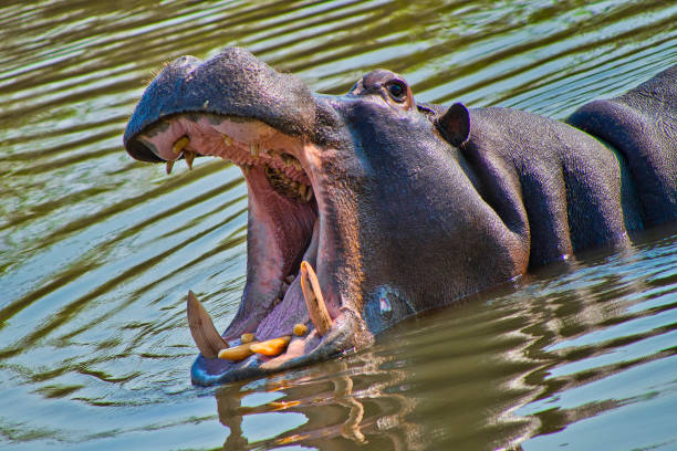 бегемот, амфибия гиппопотама - kruger national park hippopotamus animal mouth animal стоковые фото и изображения