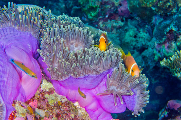 istock Blackfinned Anemonefish, Amphiprion nigripes 1244663061