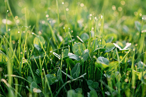 Dewdrops on green grass and clover in blur bokeh in the morning spring sun. Soft selective focus. Natural textures. Copy space.