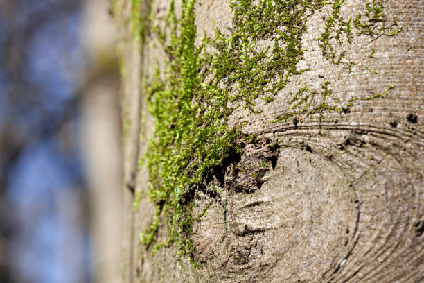 istock Close up of beautiful green moss on the tree 1244670815