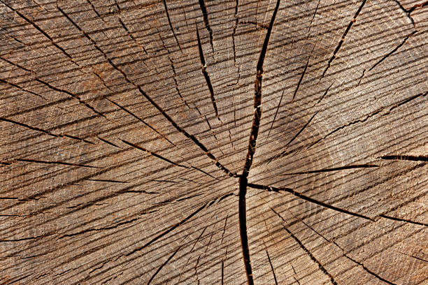 texture en bois du tronc d’arbre coupé, plan rapproché - bark textured close up tree photos et images de collection