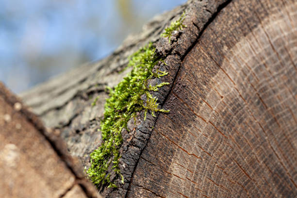 istock Edge of tree trunk log covered with moss close up 1244674288