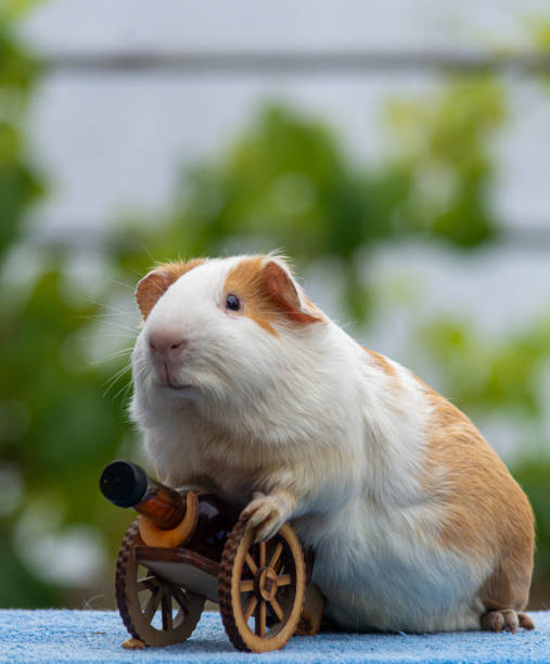 istock Beautiful Guinea pig 1244677642