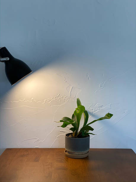 istock The green leaf plant and lamp 1244678738