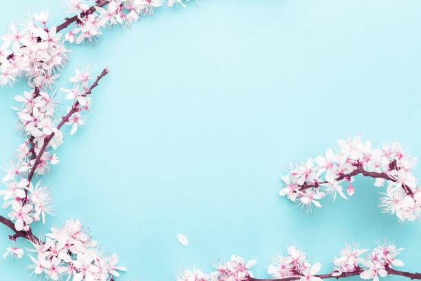 istock Spring background table. May flowers and April floral nature on blue. For banner, branches of blossoming cherry against background. Dreamy romantic image, landscape panorama, copy space. 1244683015