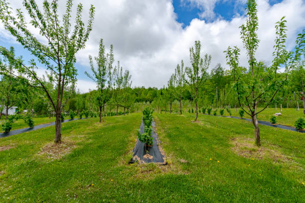 istock flowering trees in the orchard-2 1244686555