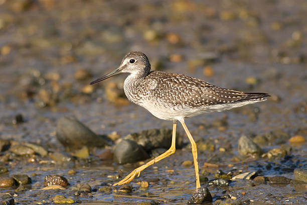 Lesser Yellowlegs Shorebird on tidal mudflat