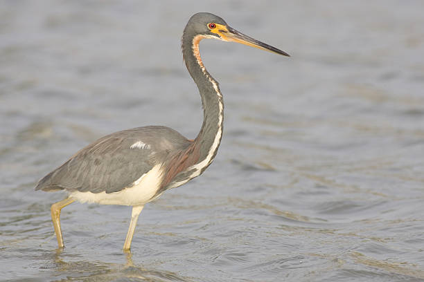 istock Tricolored Heron in Tidal Pool 124468955