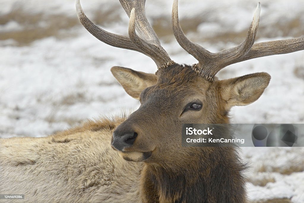 Elk Bull Close Up in Winter Elk bull (Cervus elaphus)in winter snow. Head and antler portrait. National Elk Refuge Stock Photo