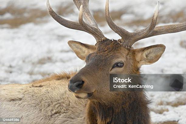 Elk Bull Close Up In Winter Stock Photo - Download Image Now - National Elk Refuge, Wyoming, Animal