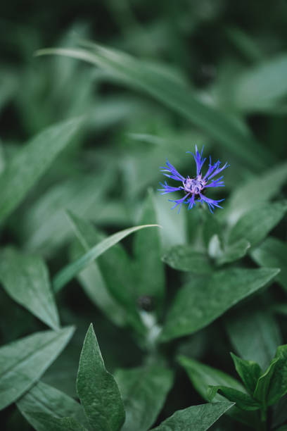 bellissimo fiordaliso blu in un giardino. sfondo verde scuro. - nature selective focus green vertical foto e immagini stock