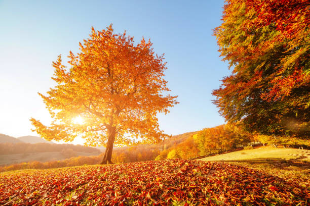 istock Shiny beech tree on a hill slope with sunny beams at mountain valley. 1244696329