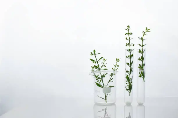 Photo of green wild plant in beaker and test tube for cosmetic skin care or pharmacy rearch white science white background