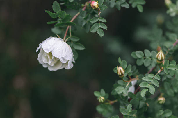 Beautiful white rose in a garden after rain. Dark green background. Selective focus.