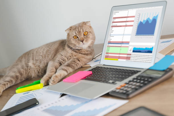 istock man and cat work from home Distance study concept home work space laptop  at home Online Group Videoconference 1244703506