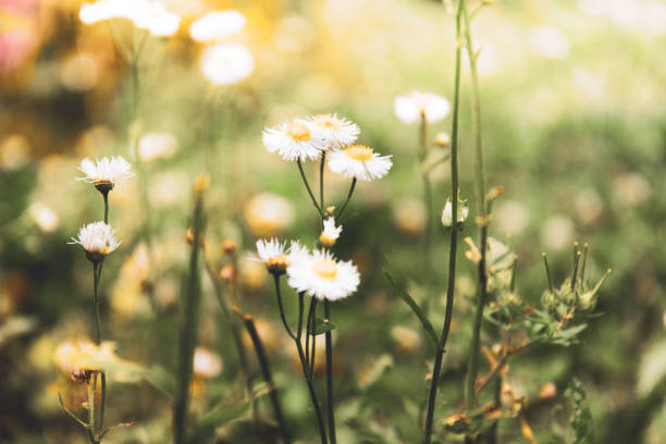 istock Natural background with wildflowers. 1244706812