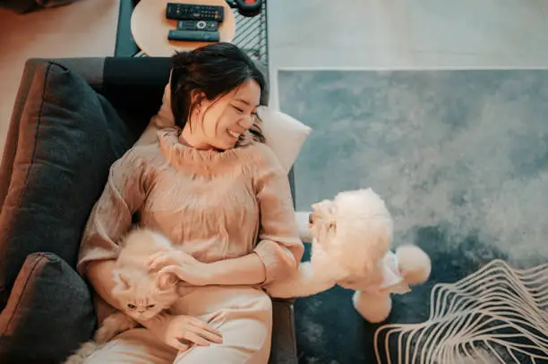 Photo of an asian chinese teenager girl enjoying her raining day at home living room playing with her pets